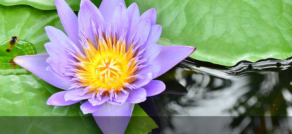 Whole is everything working together in perfect harmony.